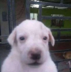 Meet your Posher, Theo